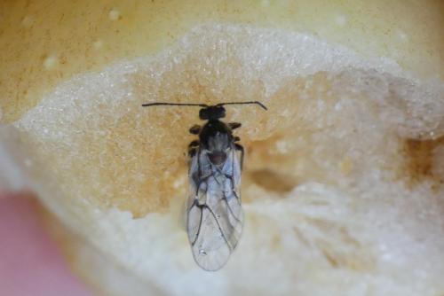 Réf. 270 300 : Cynips quercusfolii